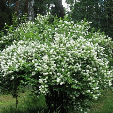 Чубушник лемуана Аваланч (в тубе)