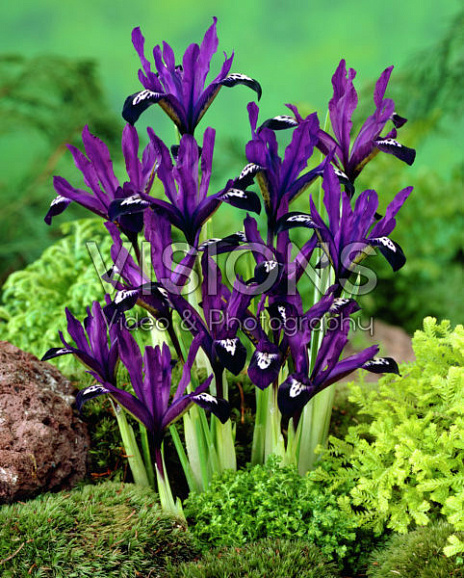 Ирис сетчатый Перпл Джем