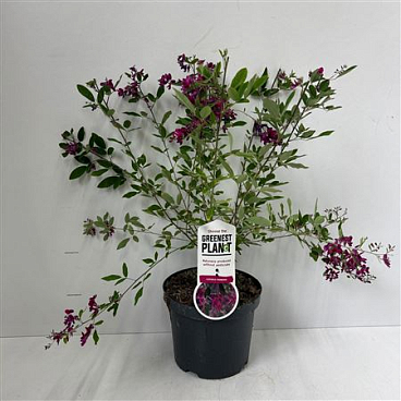 Lespedeza Thunbergii