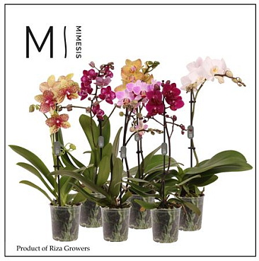 Phal 1st Mix 9+ (mimesis)