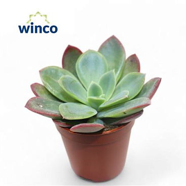 Echeveria Luella