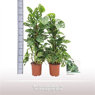 Монстера Обликва Обезьяний Лист