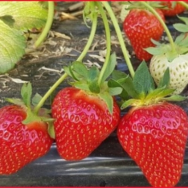 Земляника Твист