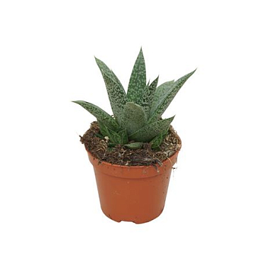 Gasteria D'grey Moon