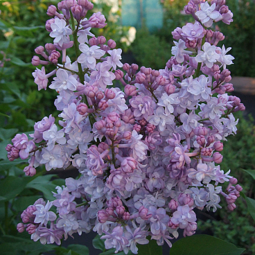 Сирень обыкновенная Борис Скачков