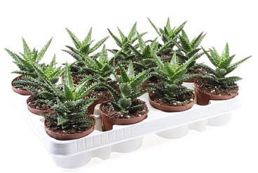 Aloe Minibelle