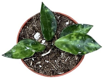 Hoya Lacunosa Amarillo