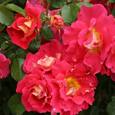 Роза плетистая Баяццо