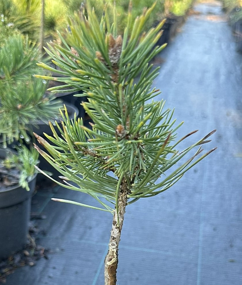 Сосна обыкновенная Хилсайд Крипер штамб