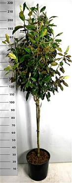 Magnolia Grand Little Gem On Stem