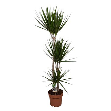 Drac Marginata 90-45-15