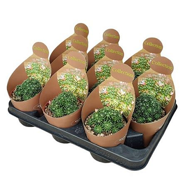 Mammillaria Painteri Potcover