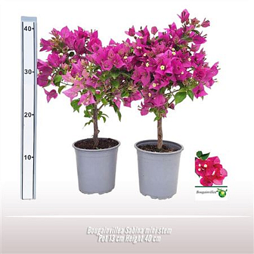 Bougainvillea Sabina Ministam