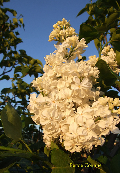 Сирень обыкновенная Белое Солнце