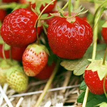 Земляника Остара