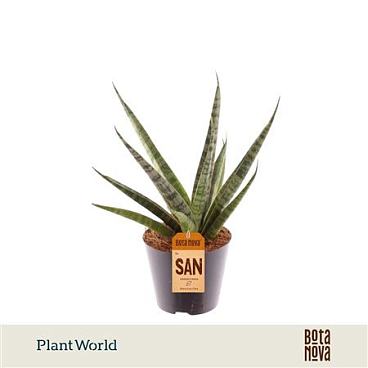 Sansevieria Sem P10.5