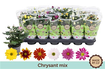Chrys Mix