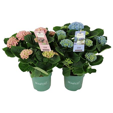 Hydrangea Ma Magical Revolution Mix 7+