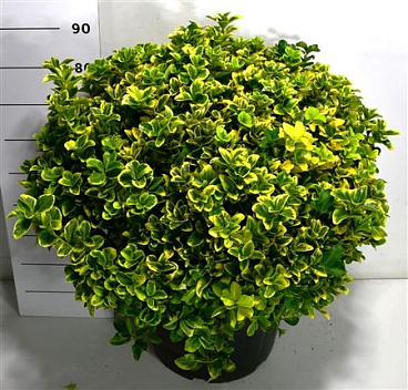 Euonymus Jap Aureus