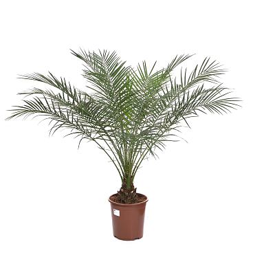 Финик Робелини | Оптовая цветочная компания «Флора Групп» Финик Робелини