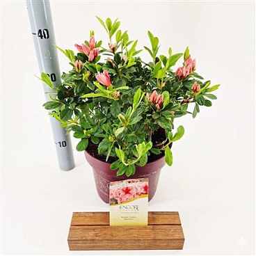 Rhodo Encore Sunburst