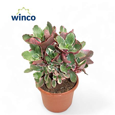 Kalanchoe Variegata Multicolor