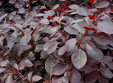 Скумпия кожевенная Фоллис Пурпуреис