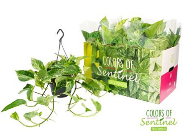 Epipremnum Marble Queen Hang