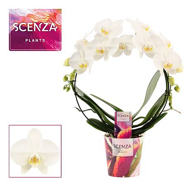 Phal Bow White (scenza)
