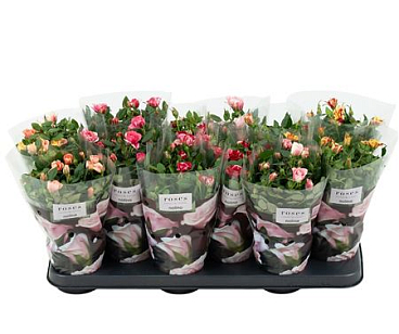 Rosa Mix Special