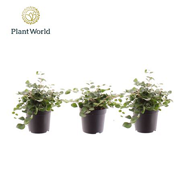 Pellaea Rotundifolia (decorum)