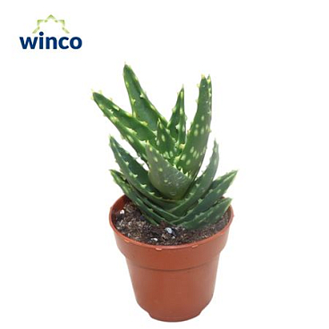 Aloe Mitriformis