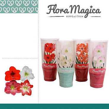 Hipp Mix 2pp Flora Magica Sleeve