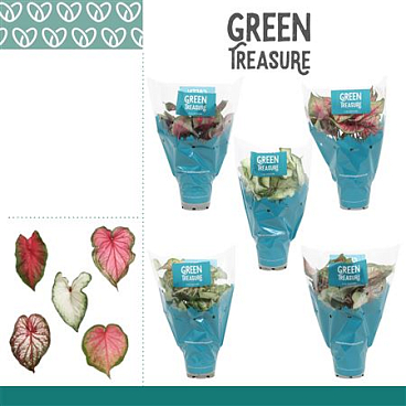 Caladium Mix In Sleeve
