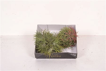 Tillandsia Magic Ball Xxl