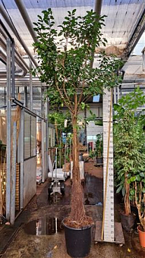 Ficus Natalensis Lynn Multistam