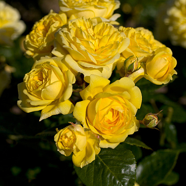 Роза парковая Энни Дюпре