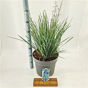 Dianella Revoluta Coolvista