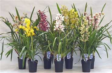 Cymbidium 2-3st Mix