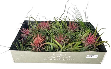 Tillandsia Mix X25
