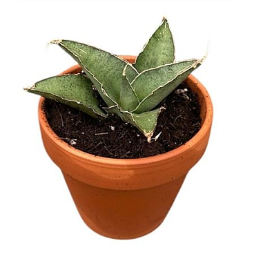 Sansevieria Tower Gray