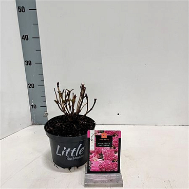 Hydrangea Ma Little Pink