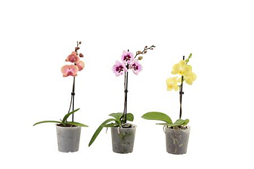 Phal 1st Mix Short 6+ (vg)