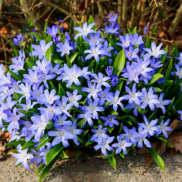 Хионодокса форбса