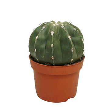 Melocactus Maxonii Inermis Zonder Cephalium