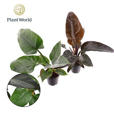 Philodendron Mix Imperial Green & Red
