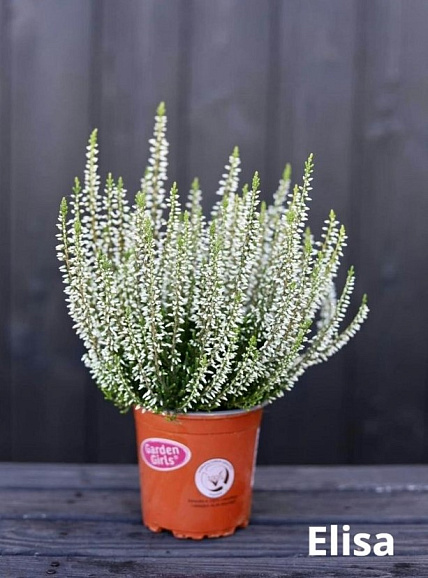 Каллуна обыкновенная Элиса