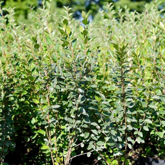 Кизильник блестящий в тубе