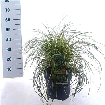 Carex 'moon Falls' ('et Crx 904'pbr)
