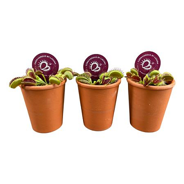 Dionaea Muscipula In Terracotta Pot